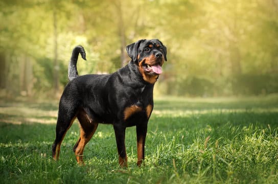 Rottweiler 